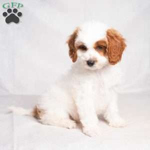 Franklyn, Cavapoo Puppy